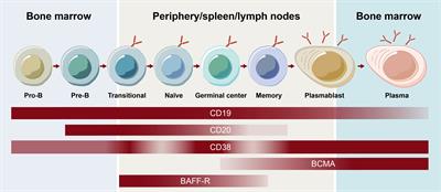 Cutting-edge approaches to B-cell depletion in autoimmune diseases